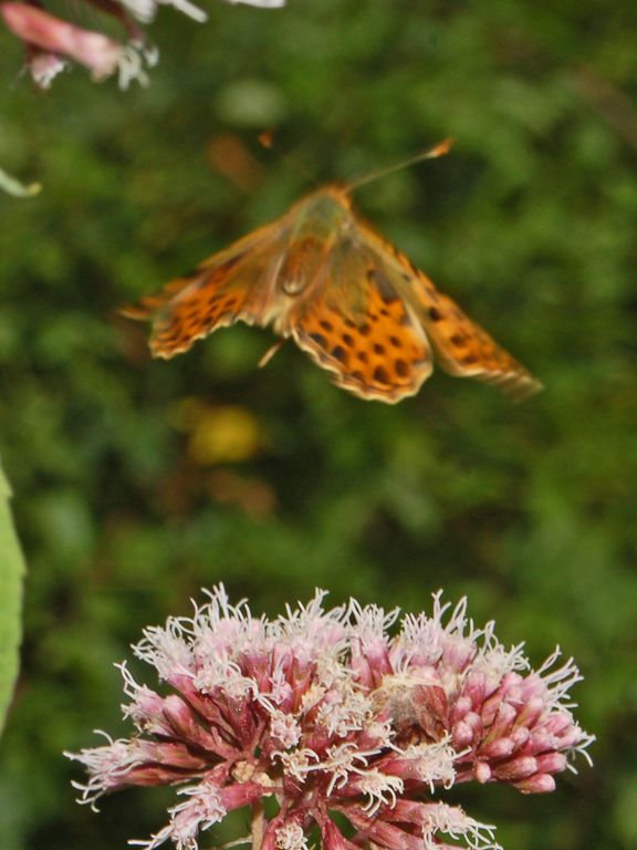 Galleria di insetti in volo